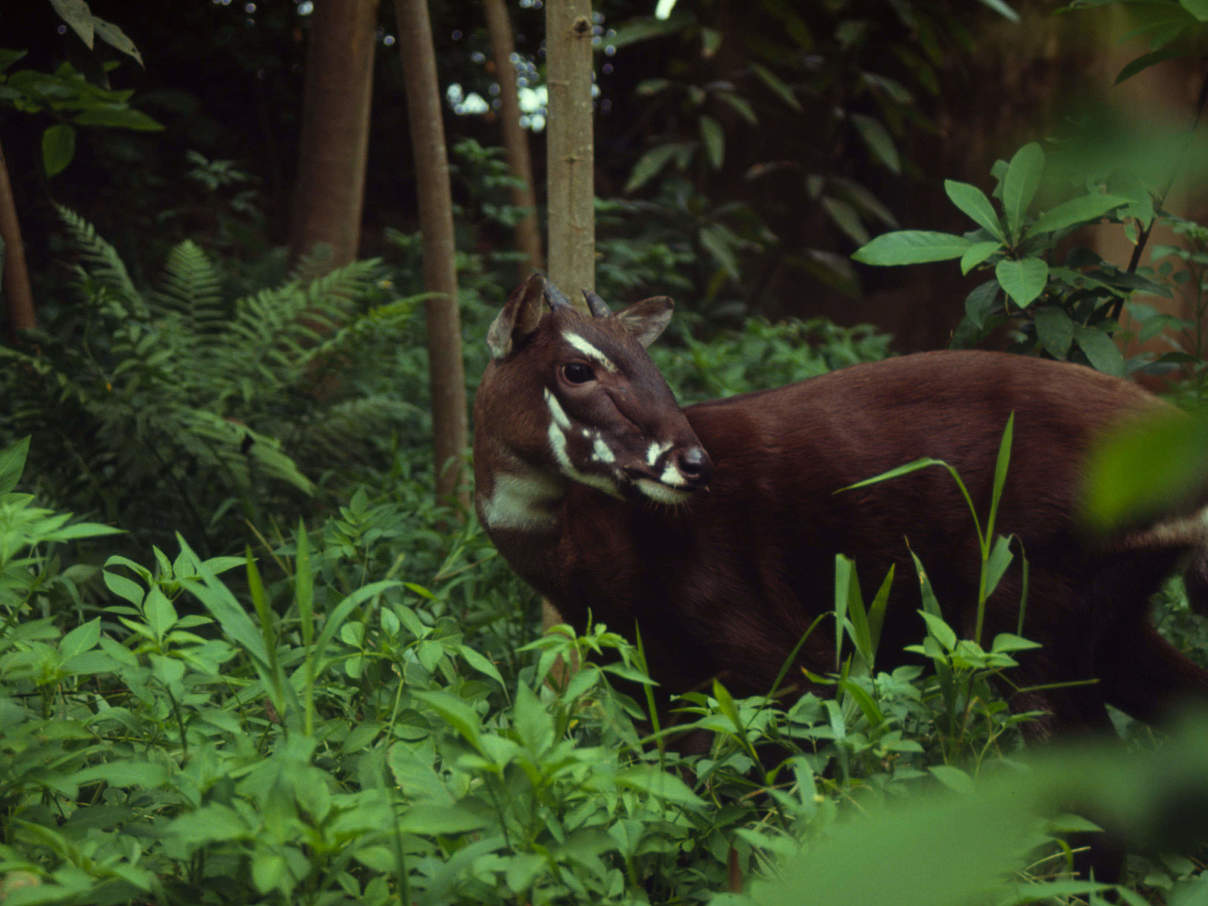 Über das Saola ist noch wenig bekannt © David Hulse / WWF