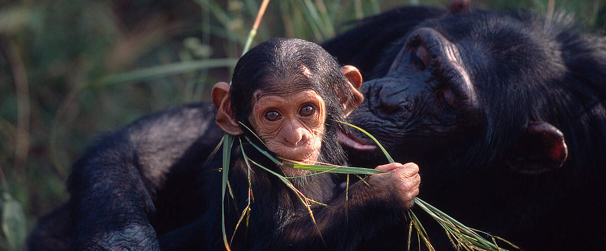 Schimpansen Jungtier mit Mutter