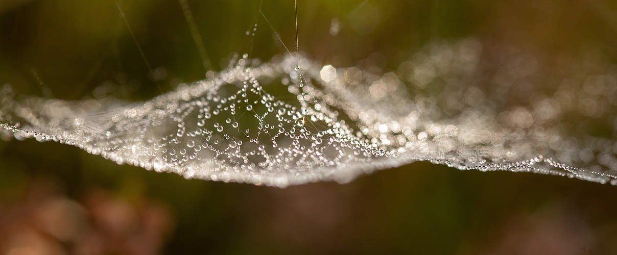 Spinnennetz mit Tautropfen © Sonja Ritter / WWF