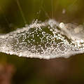 Spinnennetz mit Tautropfen © Sonja Ritter / WWF