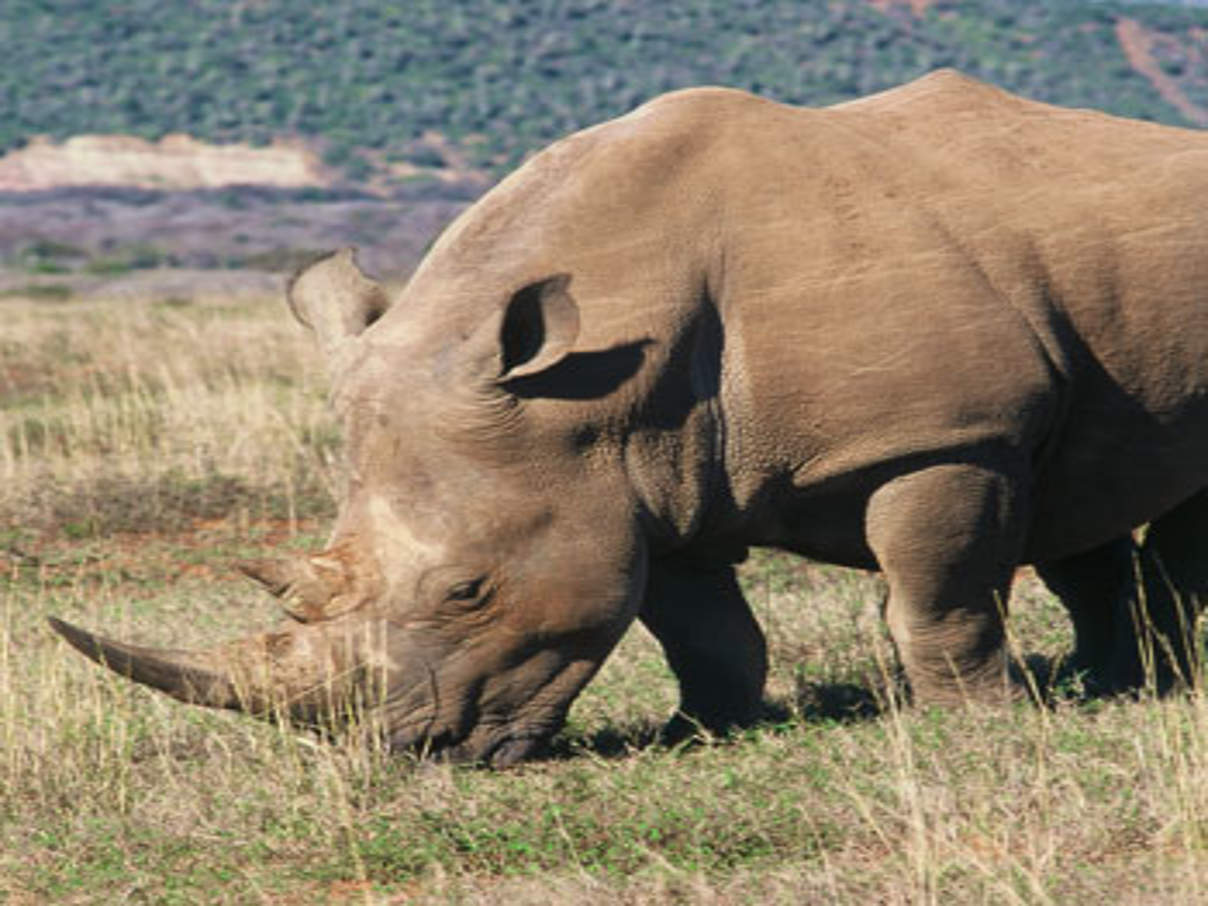 Breitmaulnashorn, Südafrika © Ulf Doerner / WWF