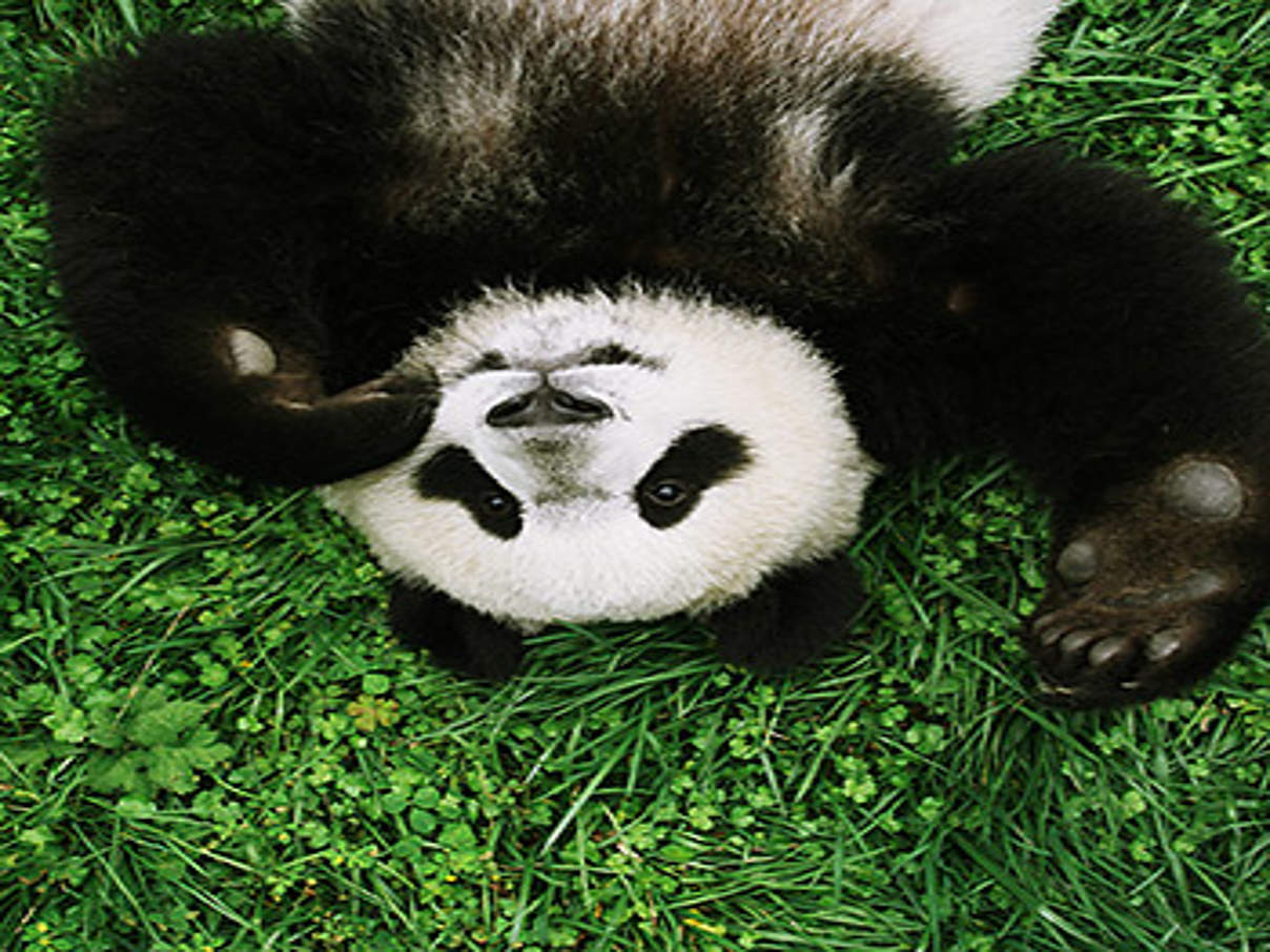 350 Panda Jahresbericht c Picture Alliance WWF Deutschland legt Jahresbericht vor © Picture Alliance