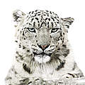 Schneeleopard © Morten Koldby / WWF USA