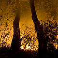 Nicht nur in Spanien richten unkontrollierte Feuer enorme Schäden an. © WWF