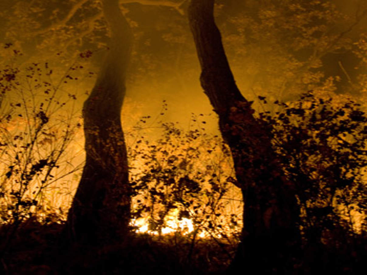 350 Waldbrand2012 Nicht nur in Spanien richten unkontrollierte Feuer enorme Schäden an. © WWF