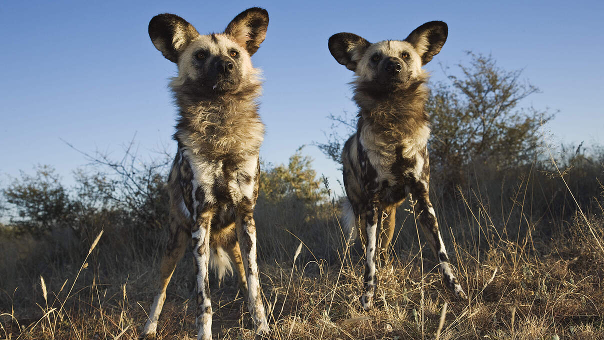 Afrikanische Wildhunde: Extrem sozial © Martin Harvey, WWF