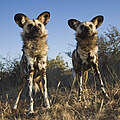 Afrikanische Wildhunde: Extrem sozial © Martin Harvey, WWF