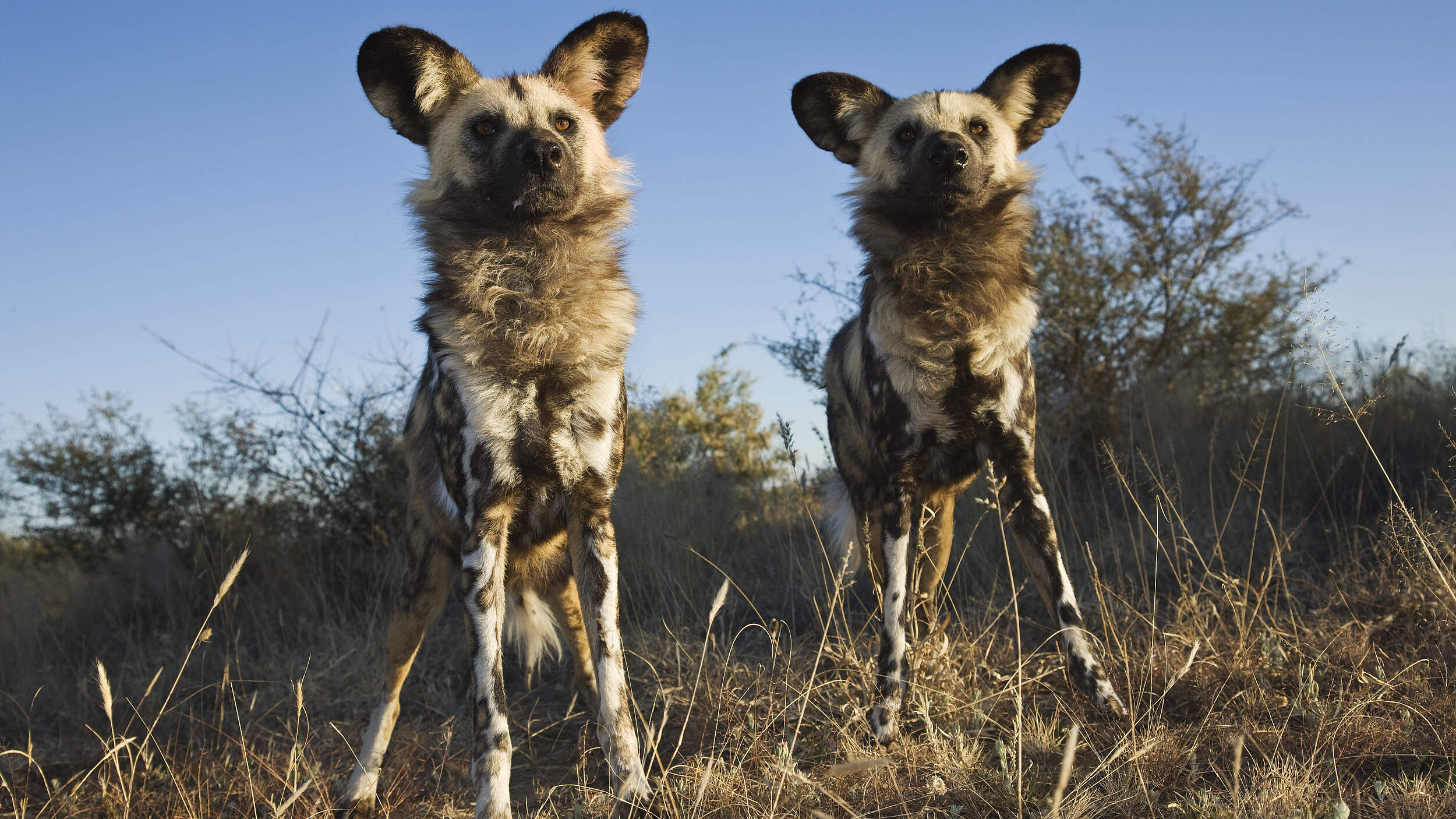 Afrikanische Wildhunde: Extrem sozial © Martin Harvey, WWF