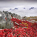 Rot leuchtendes Blütenmeer am Gletscher