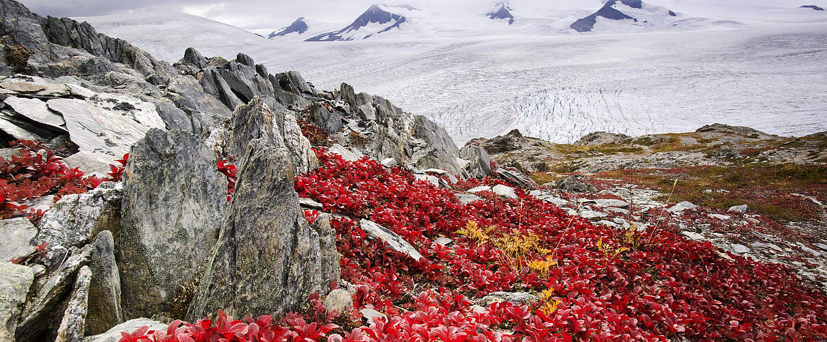 Rot leuchtendes Blütenmeer am Gletscher