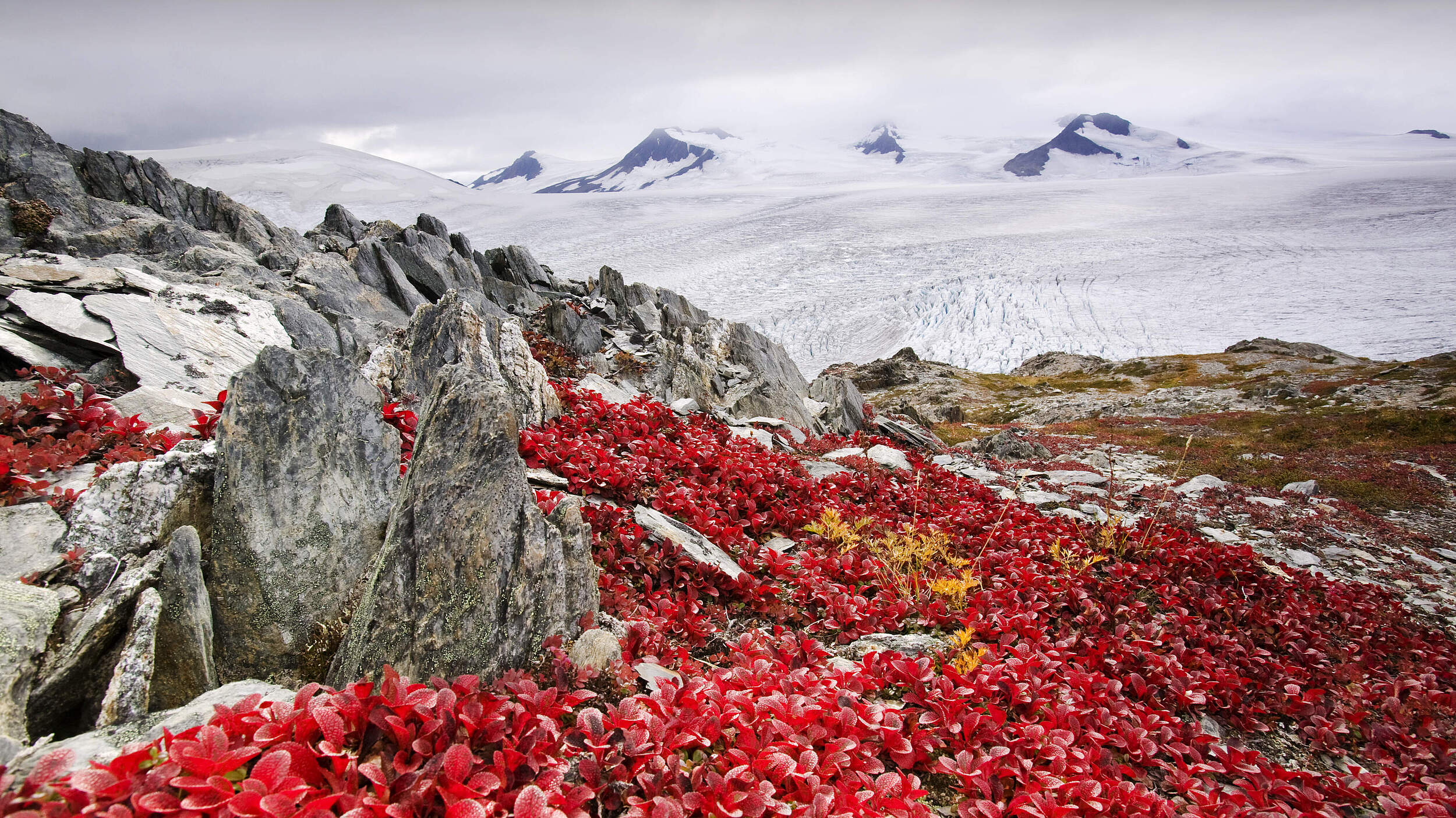 Rot leuchtendes Blütenmeer am Gletscher