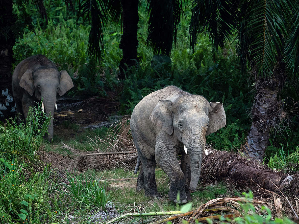 Elefanten in Sabah, Borneo, Malaysia © Chris J Ratcliffe / WWF UK