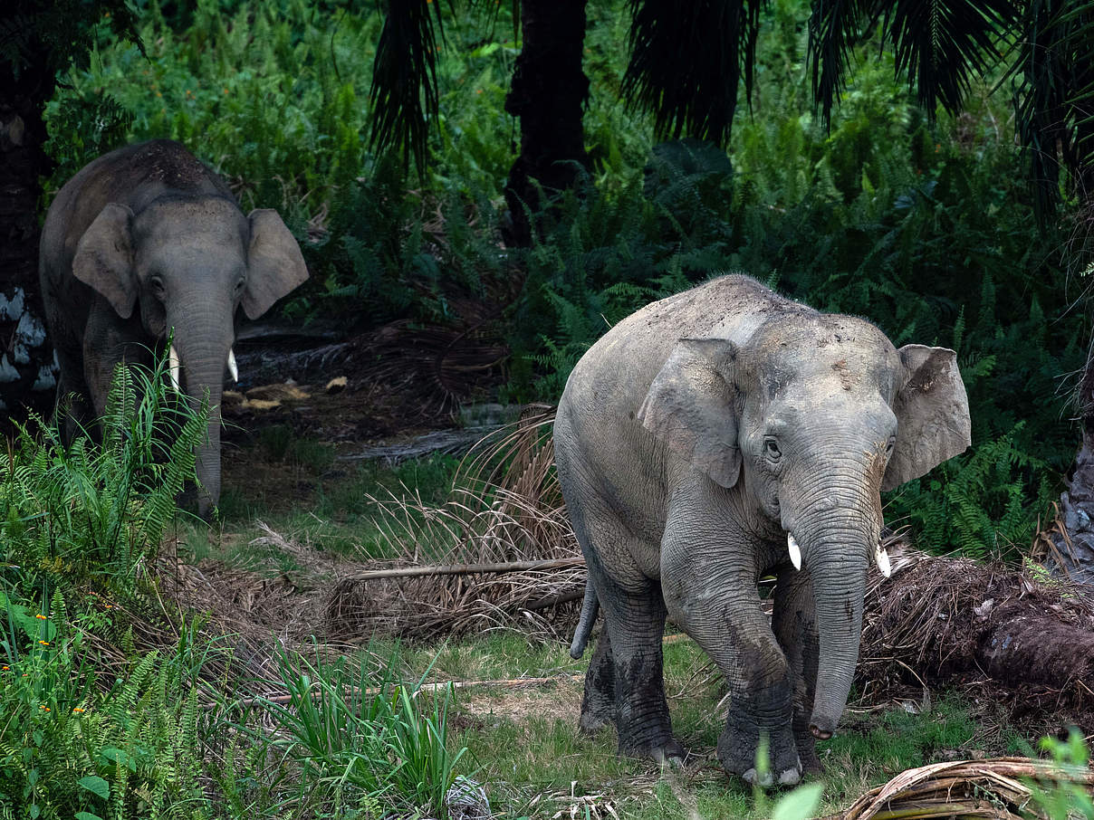 Elefanten in Sabah, Borneo, Malaysia © Chris J Ratcliffe / WWF UK