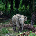 Elefanten in Sabah, Borneo, Malaysia © Chris J Ratcliffe / WWF UK