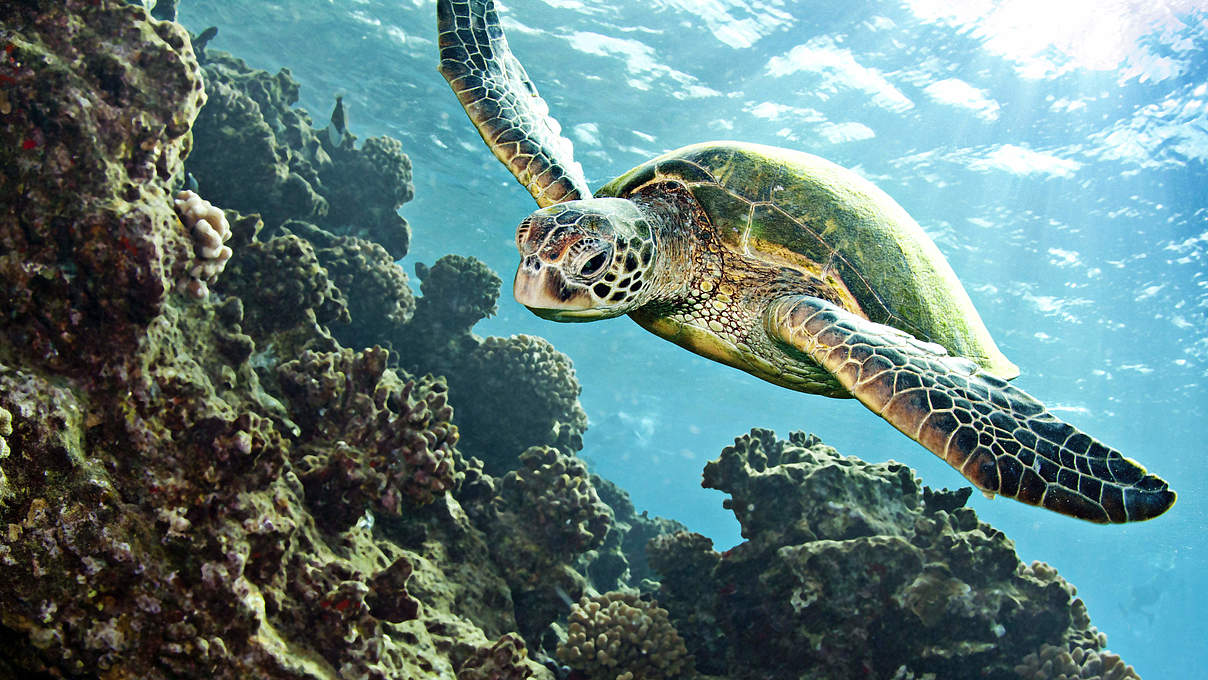 Grüne Meeresschildkröte © iStockphoto.com / WWF