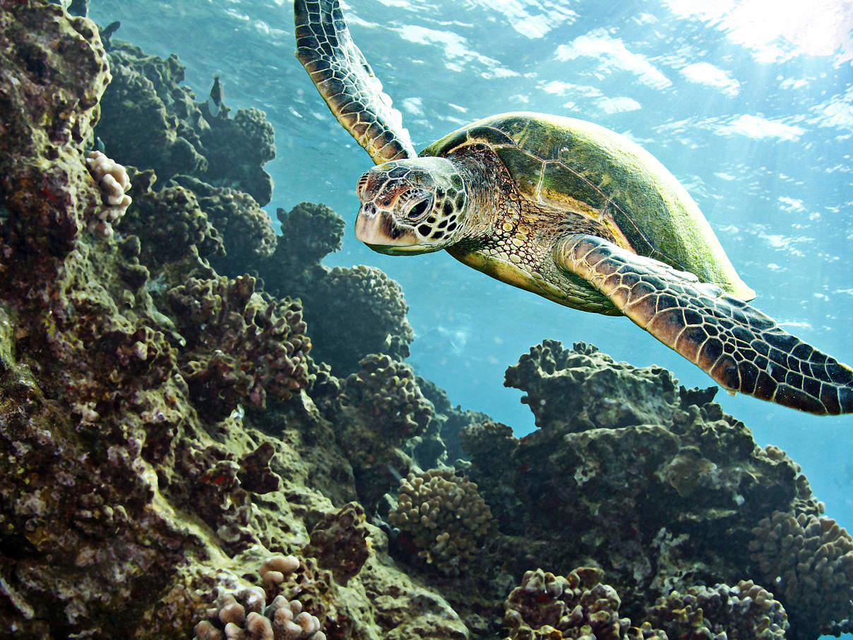 Grüne Meeresschildkröte © iStockphoto.com / WWF