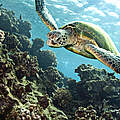 Grüne Meeresschildkröte © iStockphoto.com / WWF