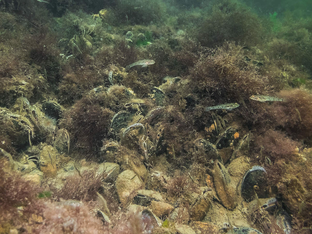 Miesmuschelbänke sind Hotspots der Artenvielfalt © Michael Reiter