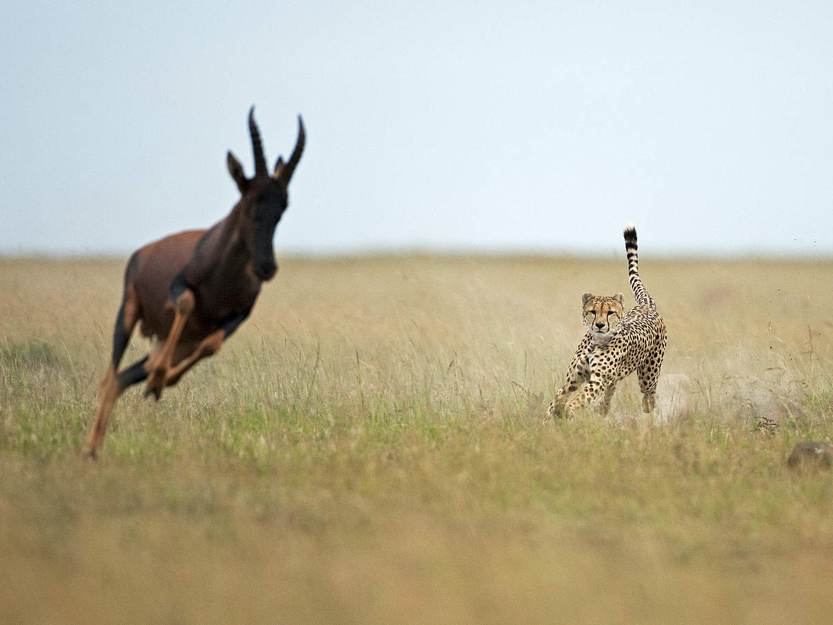 Gepard jagt Topi in der Maasai Mara © naturepl.com / Anup Shah / WWF