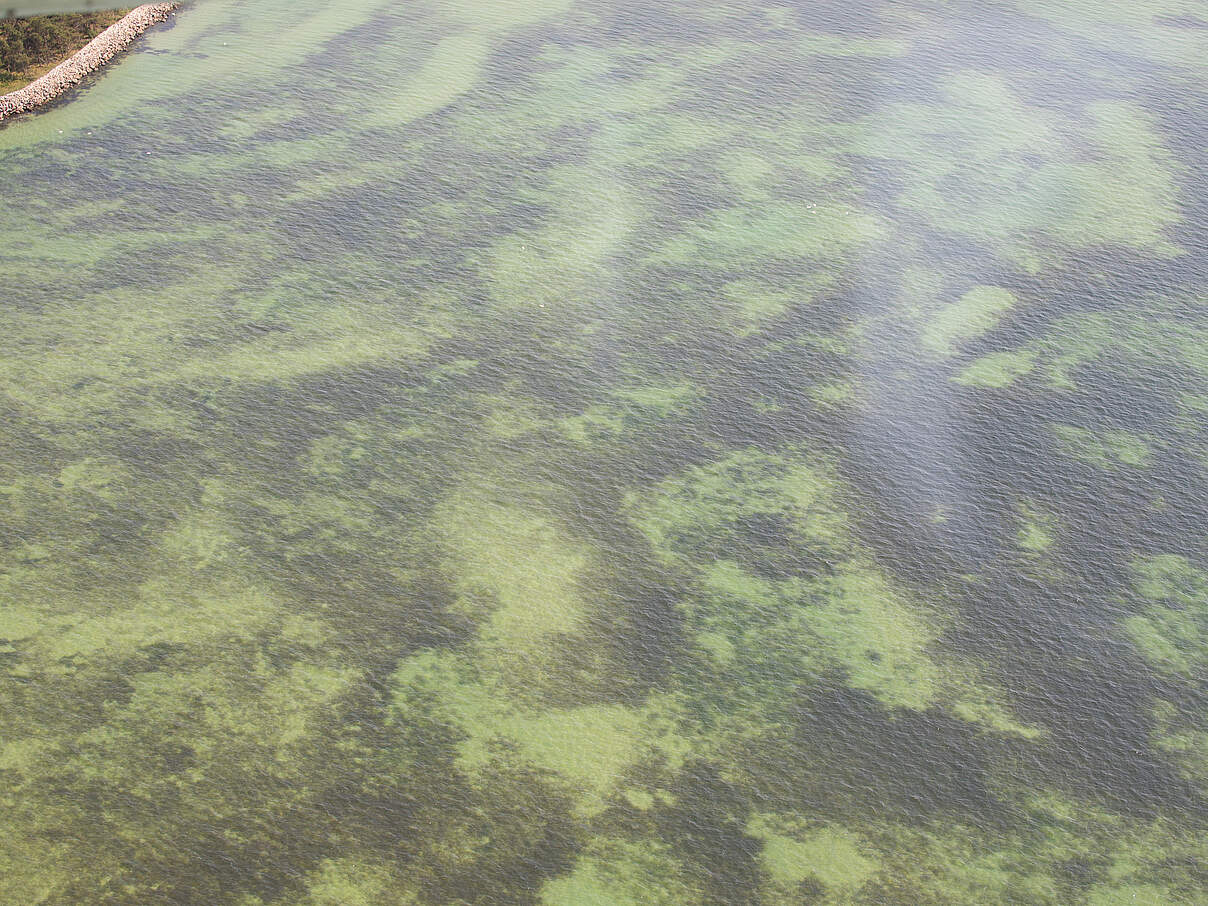 Luftaufnahme von Seegras aus dem Flugzeug