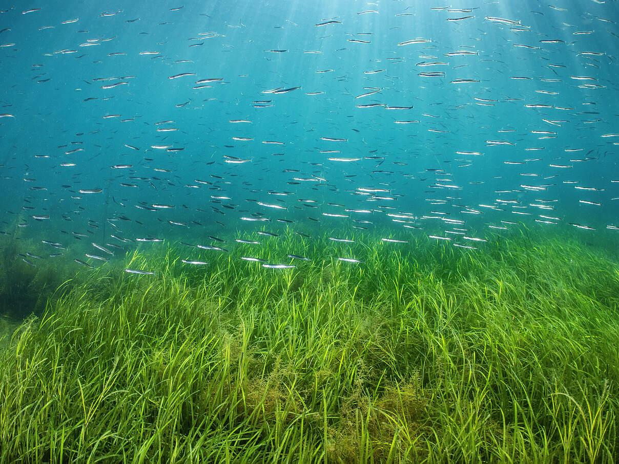 Seegras-Wiese mit Tobiasfischen © naturepl com / Alex Mustard / WWF
