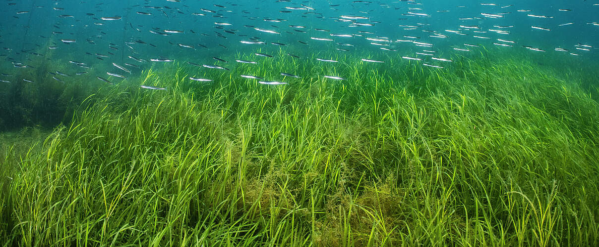 Seegras-Wiese mit Tobiasfischen © naturepl com / Alex Mustard / WWF