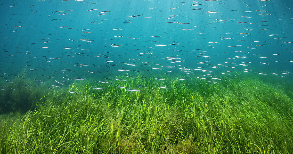 Seegrser im WWF-Artenlexikon
