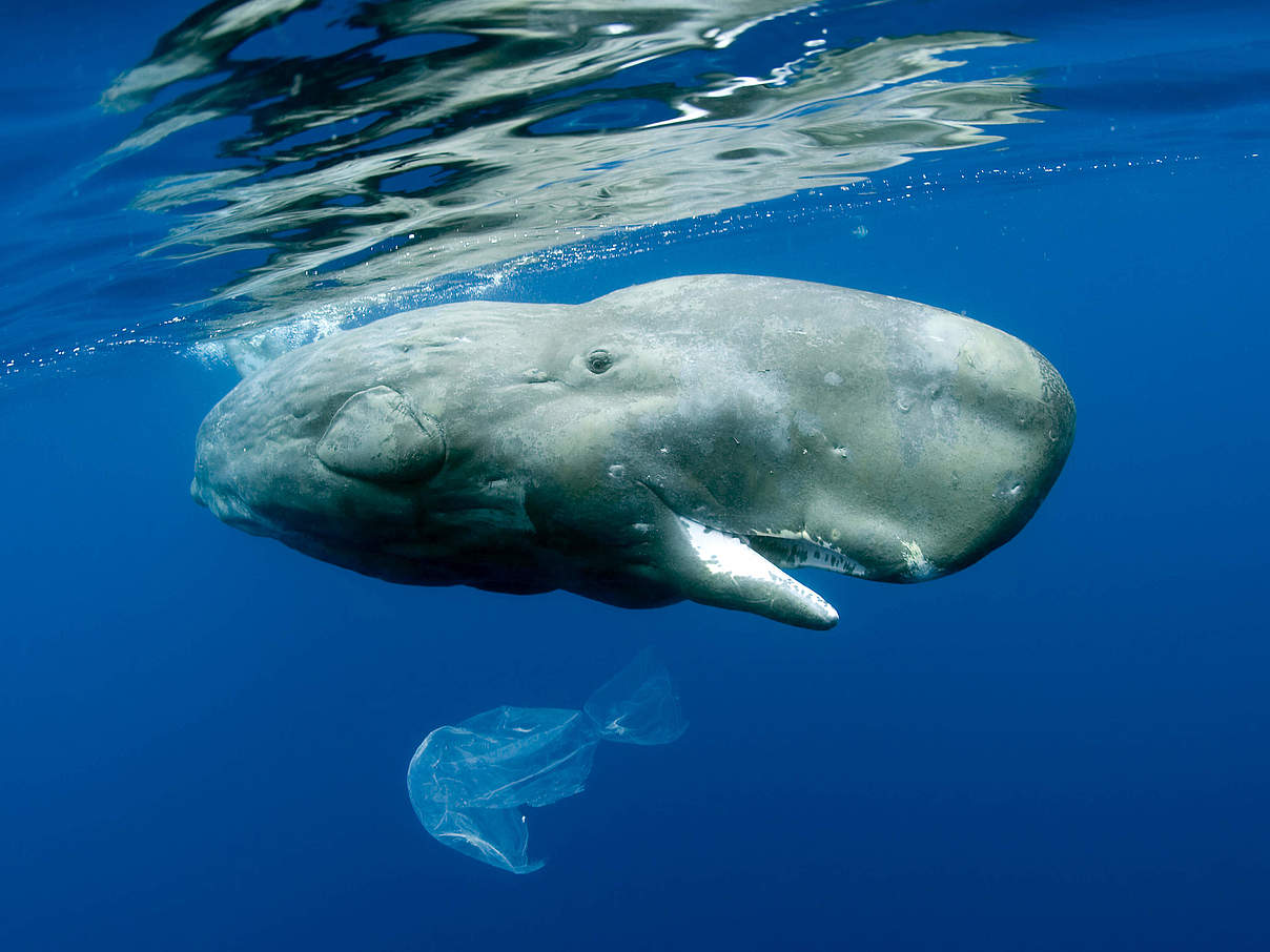 Wal interagiert mit Plastiktüte © naturepl.com / Franco Banfi / WWF