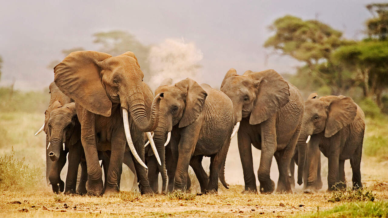 Gruppe Afrikanischer Savannenelefanten © Martin Harvey / WWF 