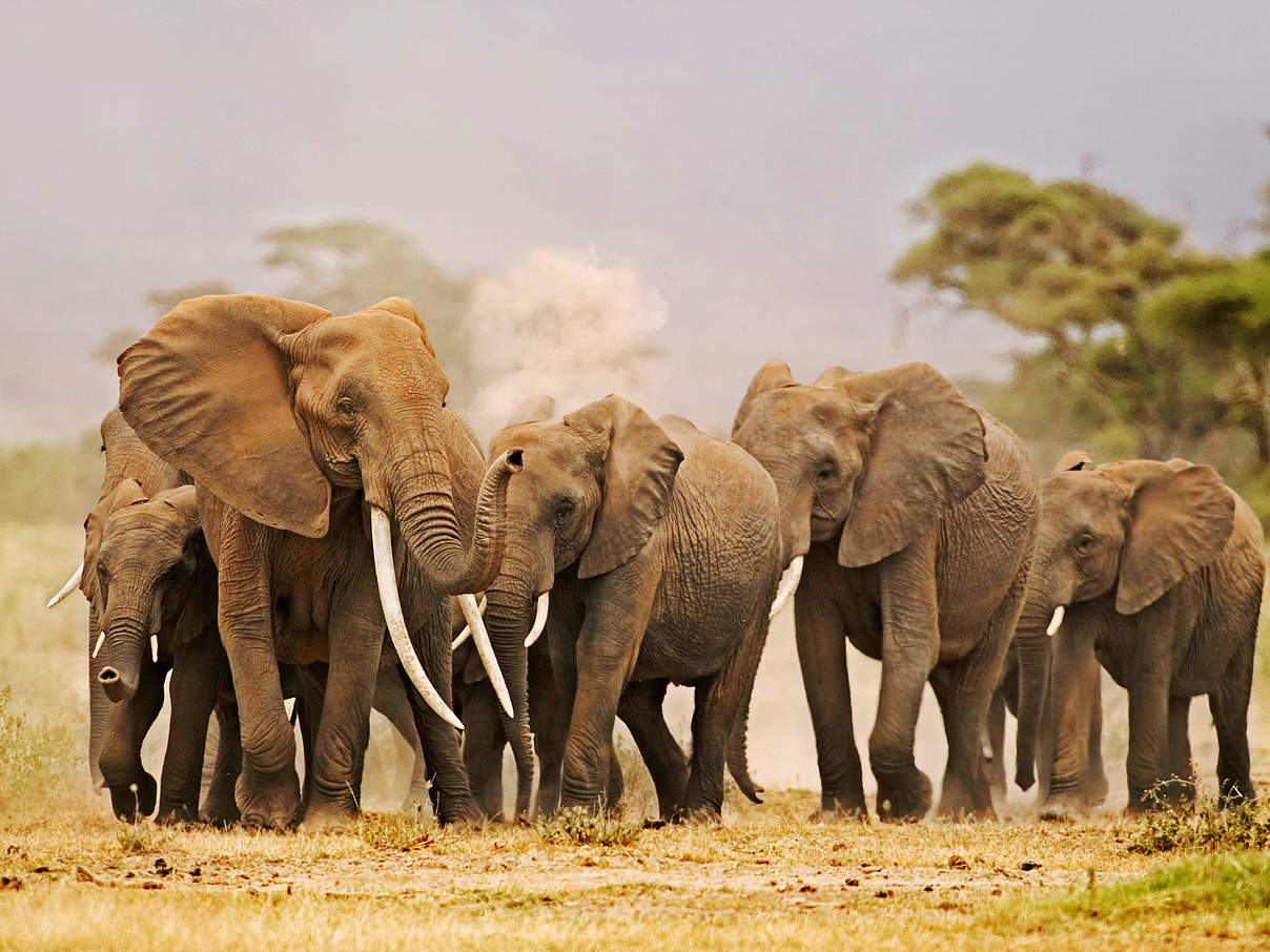 Gruppe Afrikanischer Savannenelefanten © Martin Harvey / WWF 