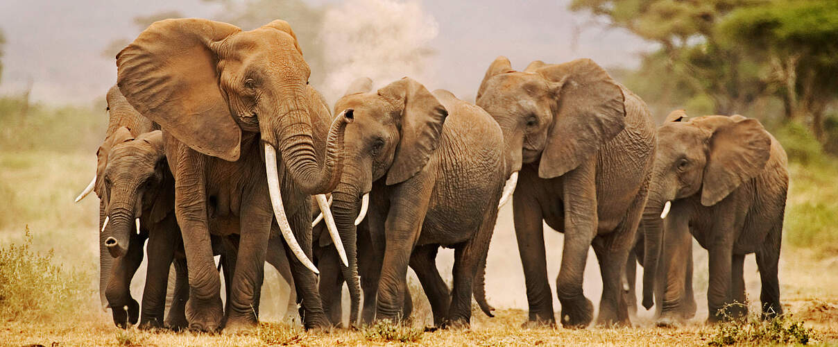 Gruppe Afrikanischer Savannenelefanten © Martin Harvey / WWF 