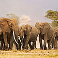 Gruppe Afrikanischer Savannenelefanten © Martin Harvey / WWF 
