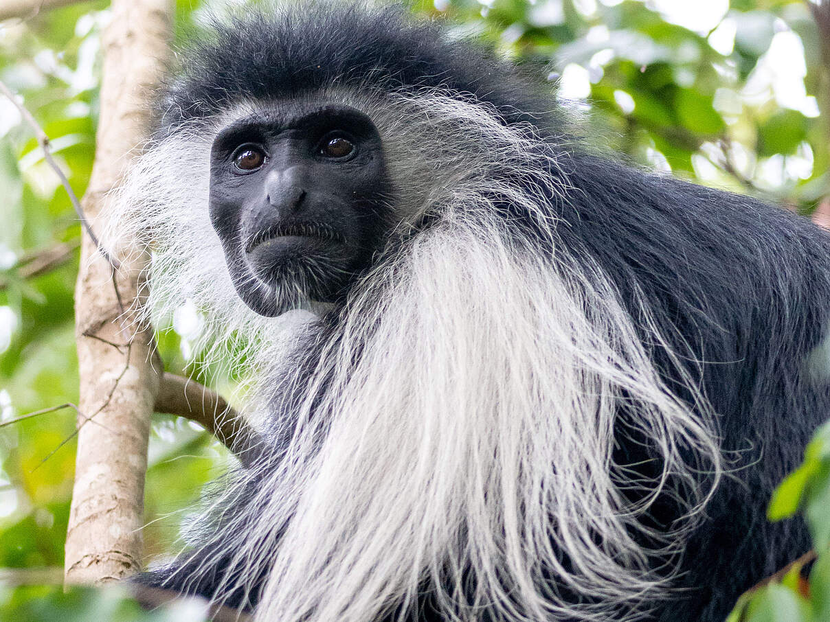 Colobus-Stummelaffe in Tansania