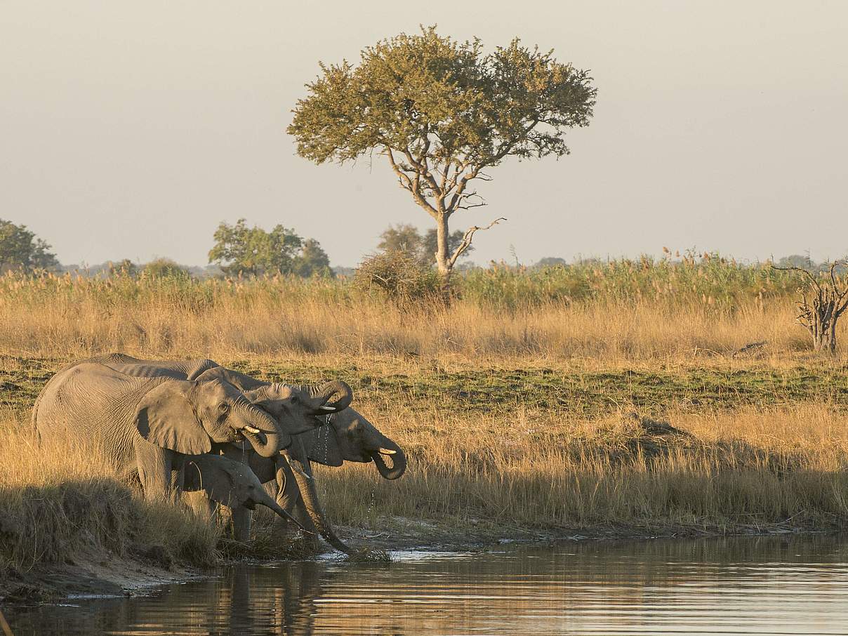 Trinkende Elefanten in Namibia © Patrick Bentley / WWF-US