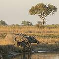 Trinkende Elefanten in Namibia © Patrick Bentley / WWF-US