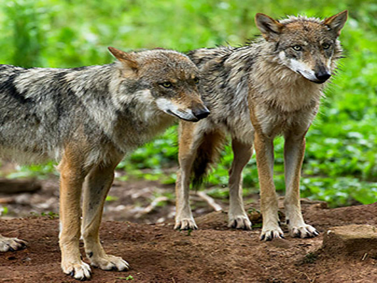 WWF-Umfrage zur Rückkehr des Wolfs © Ralph Frank / WWF