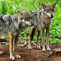 Wölfe © Ralph Frank / WWF