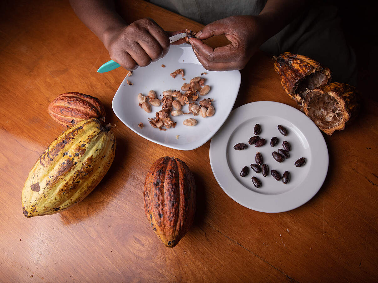 Kakao Verarbeitung © IMAGO / Pond5 Images