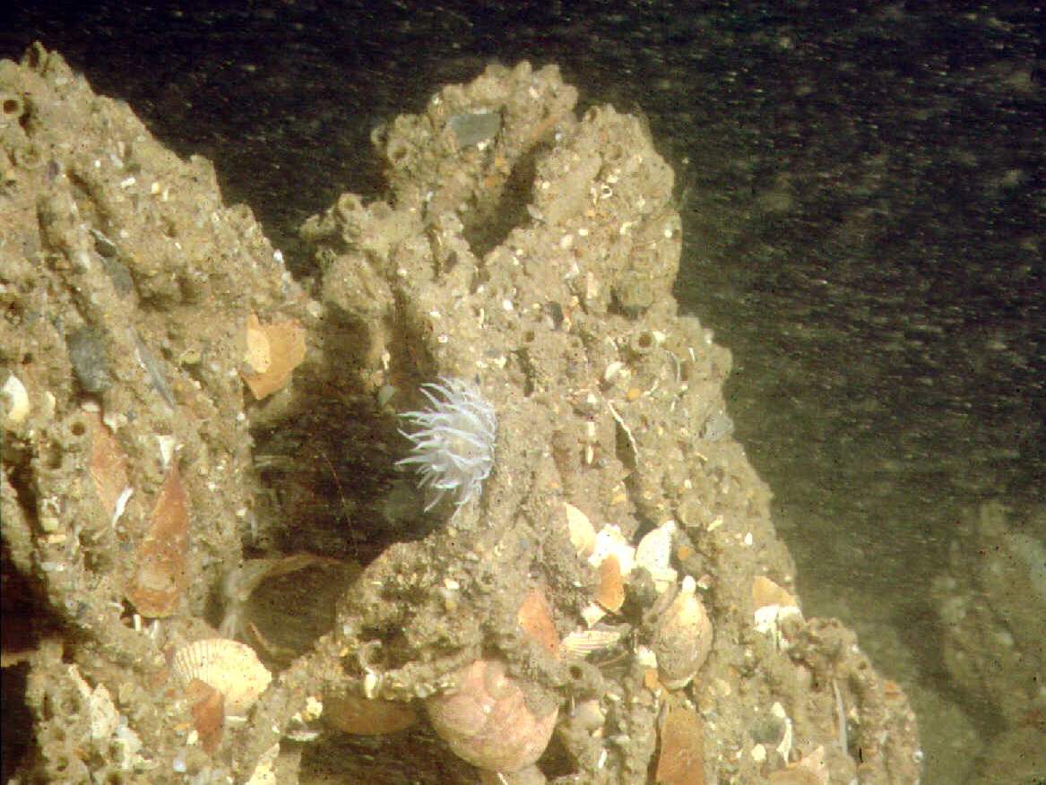 Sabellaria-Riffe bieten anderen marine Arten Schutz, Nahrung und Laichmöglichkeit. © Ken Collins