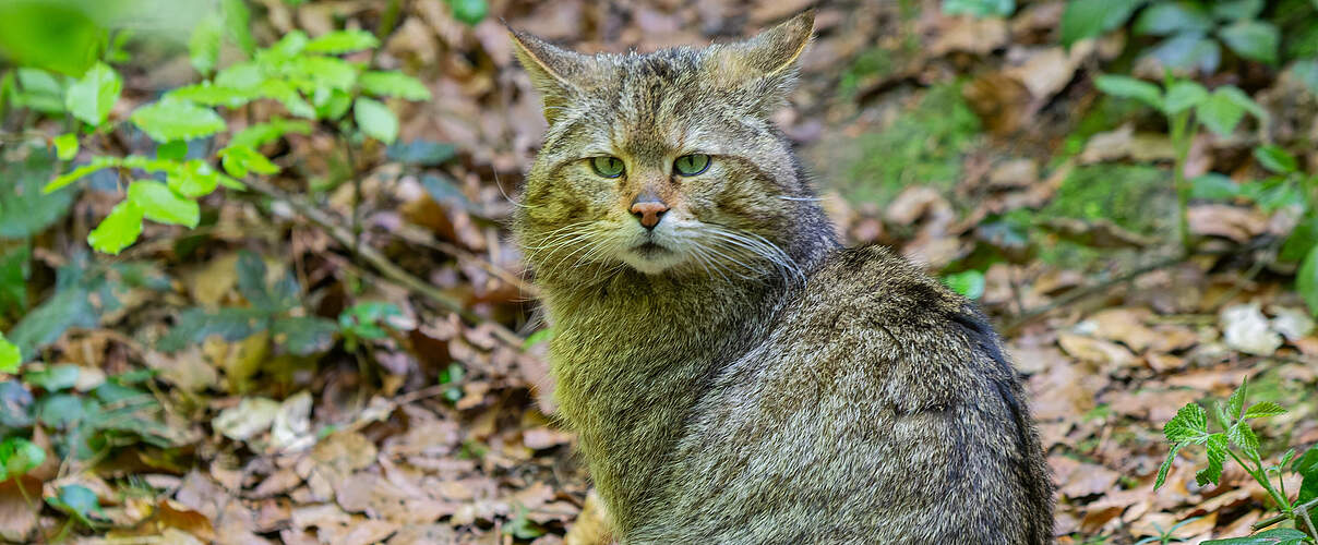 Wildkatze