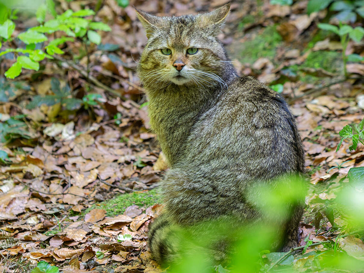 Wildkatze