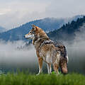 Ein Wolf vor einem Gebirge 