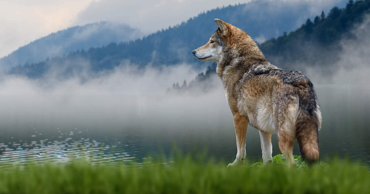 Wolfsjagd: Sinnloser Rückschritt im Artenschutz Wolfsjagd: Sinnloser Rückschritt im Artenschutz