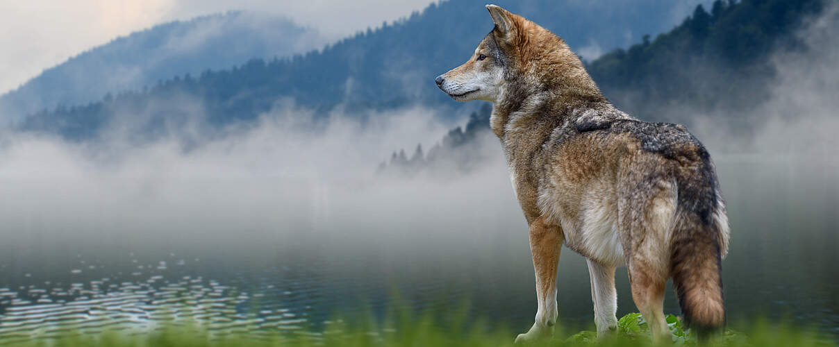 Ein Wolf vor einem Gebirge 