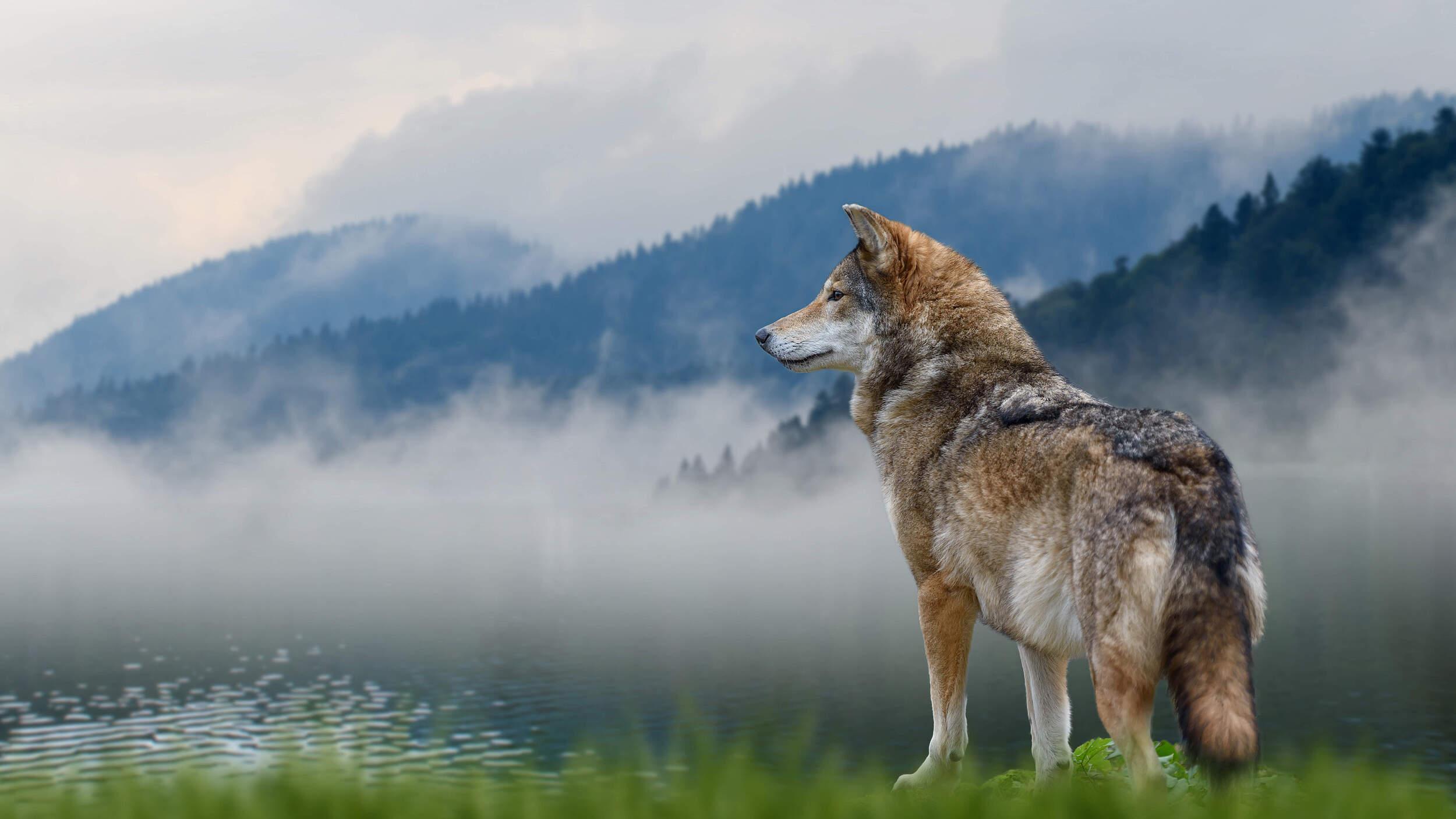 Ein Wolf vor einem Gebirge 