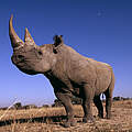 Nashörner sind von der Wilderei stark bedrohte Arten © © Martin Harvey / WWF