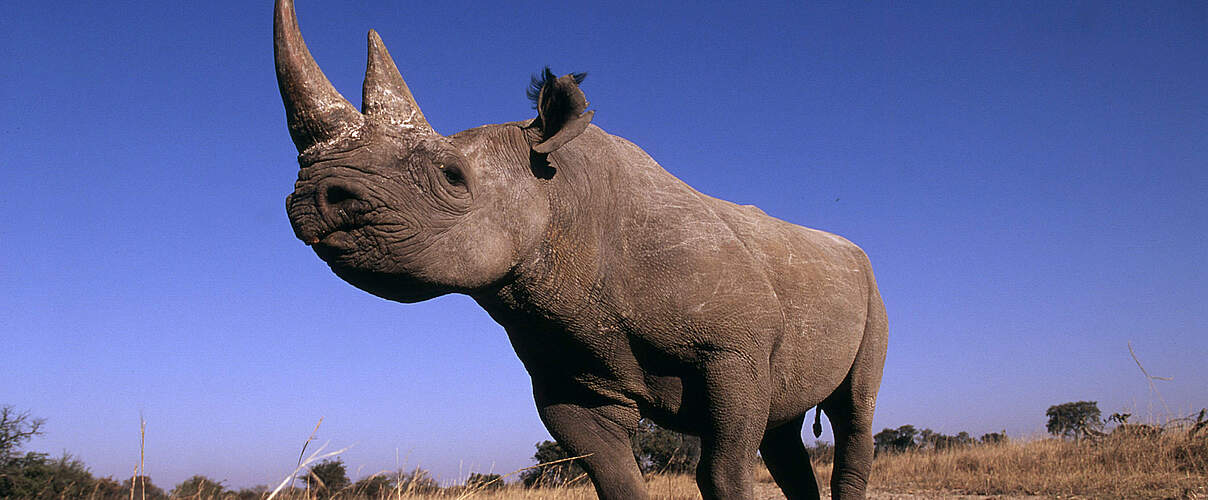 Nashörner sind von der Wilderei stark bedrohte Arten © © Martin Harvey / WWF