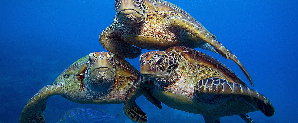 Grüne Meeresschildkröten am Great Barrier Reef in Australien © Troy Mayne