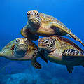 Grüne Meeresschildkröten am Great Barrier Reef in Australien © Troy Mayne