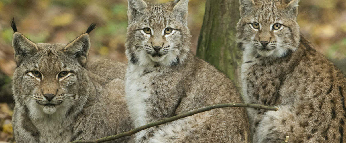 Hintergrundbild zu Ihrer Luchs-Patenschaft © Ralph Frank / WWF